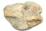 Fossil Mosasaur (Halisaurus) Dorsal Vertebra - Texas #284478-1